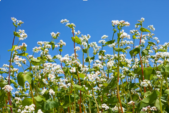 Permaculture: Buckwheat Agroforestry in Africa?