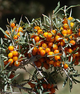 Species Profile: Sea-Buckthorn